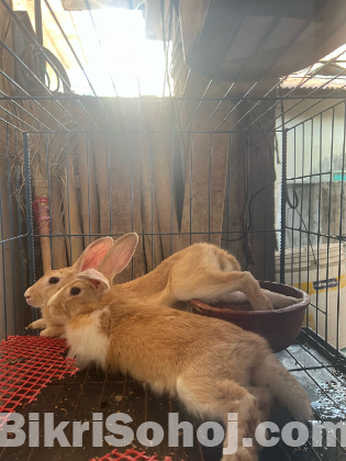 Rabbit
